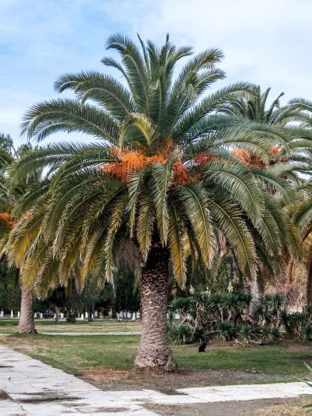 Phoenix canariensis (Palmera canaria)