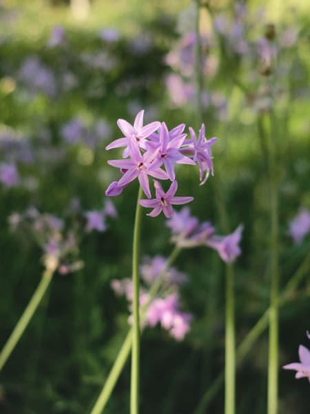 Tulbaghia violacea
