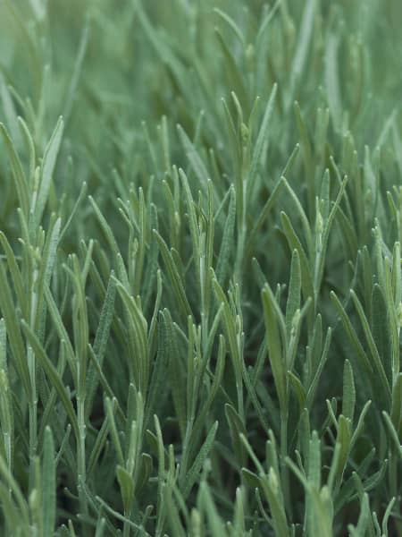 Lavandula angustifolia 'Hidcote' - Planta aromática