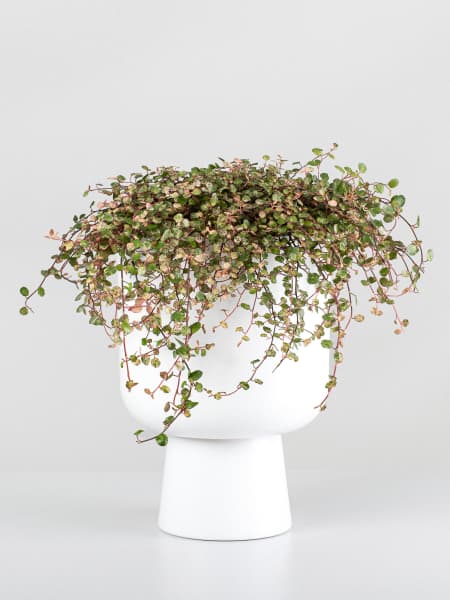 Muehlenbeckia complexa