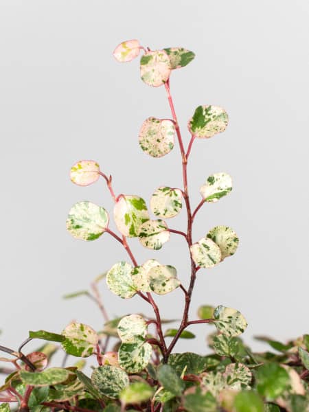 Muehlenbeckia complexa