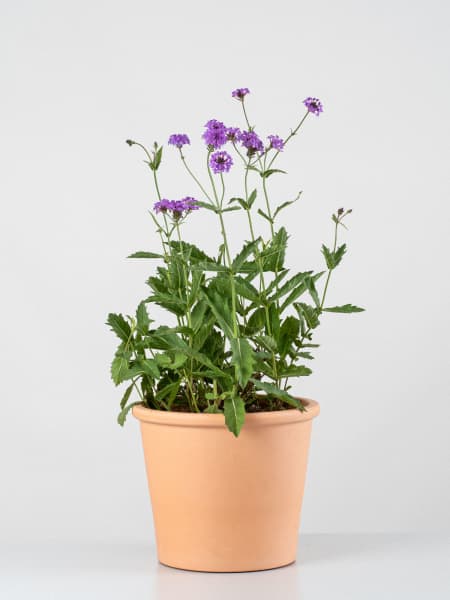 Verbena rigida