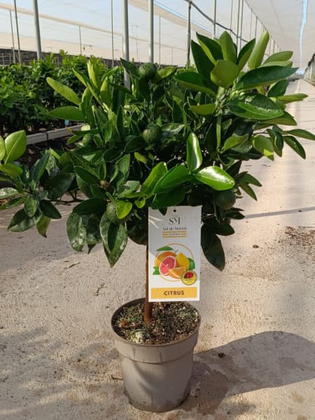 Mandarino en Copa (Citrus reculata)