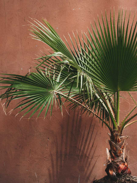 Washingtonia robusta