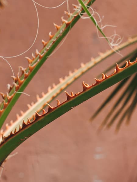 Washingtonia robusta