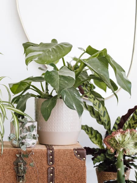 Philodendron erubescens 'White Princess'