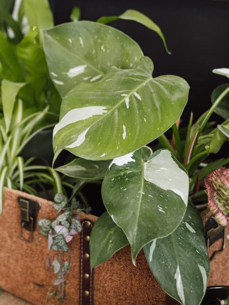 Philodendron erubescens 'White Princess'