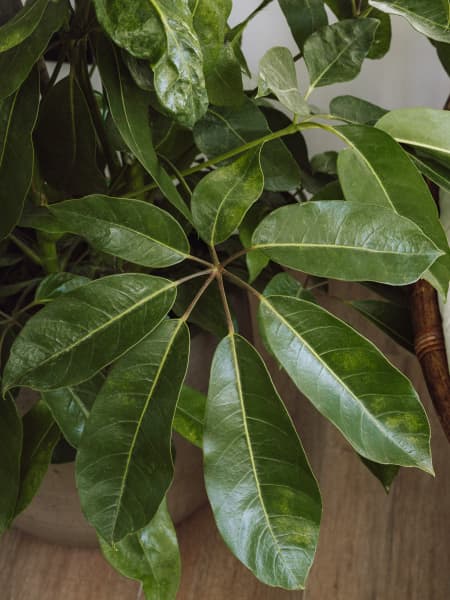 Schefflera actinophylla