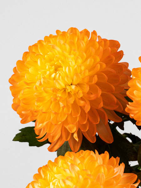 Margarita 'Zembla Next Yellow'