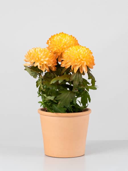 Margarita 'Zembla Next Yellow'