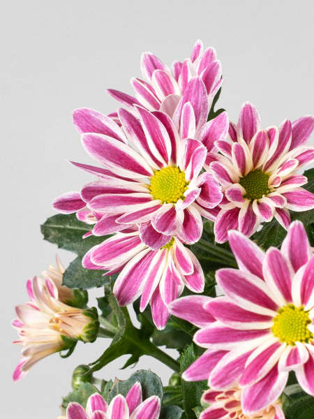 Margarita Artist Armin