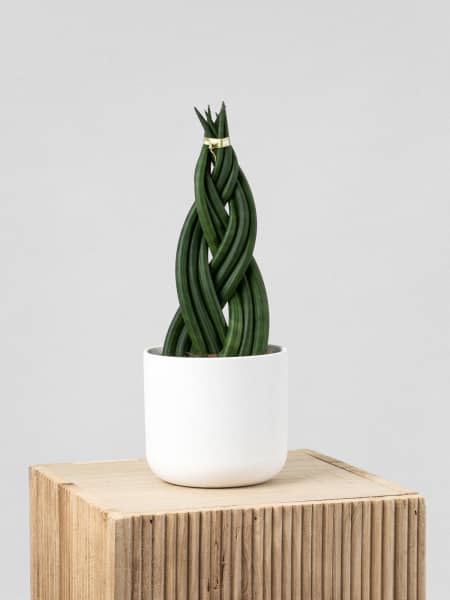Sansevieria cylindrica Trenzada