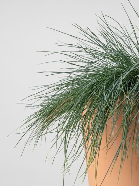 Gramínea Festuca glauca