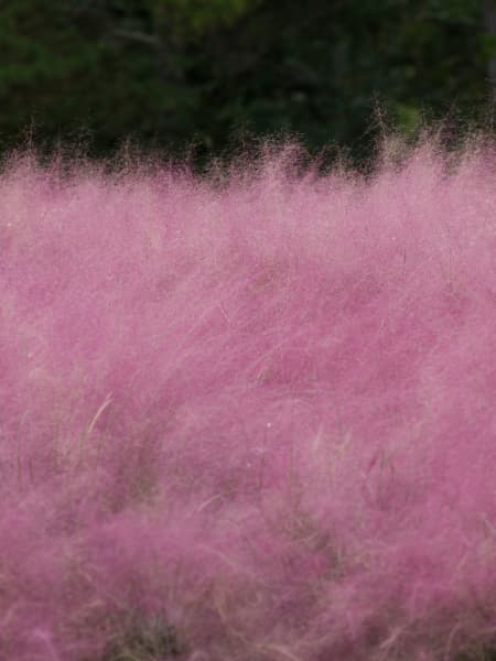 Gramínea Muhlenbergia capillaris