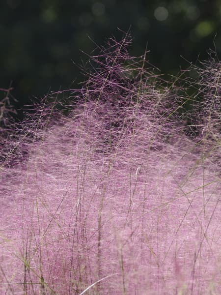 Gramínea Muhlenbergia capillaris