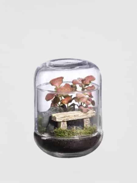 Terrario plantas Terra Capsule Landscape