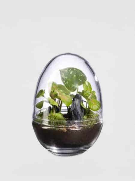 Terrario plantas Terra Dyno Landscape