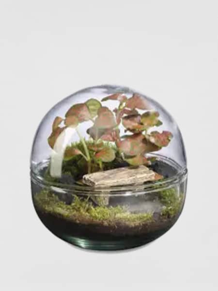 Terrario plantas Terra Mini Monde Landscape