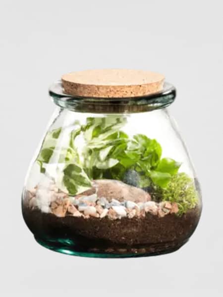 Terrario plantas Terra Vivant Bila Uso