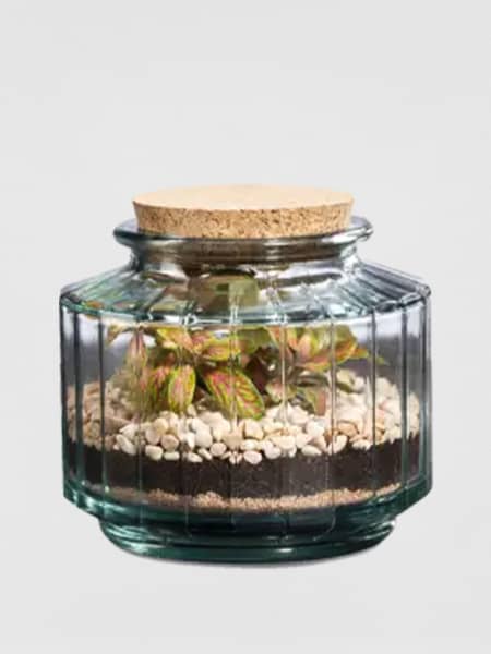 Terrario plantas Terra Vivant Napoli
