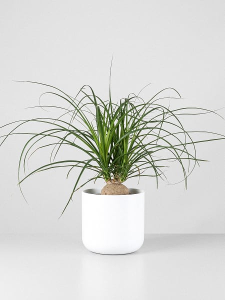 Beaucarnea recurvata