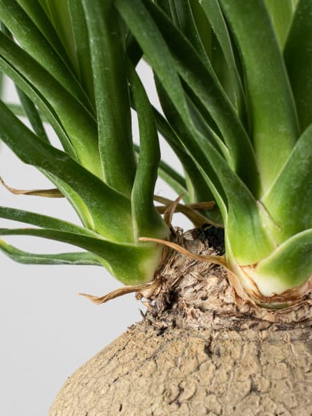 Beaucarnea recurvata