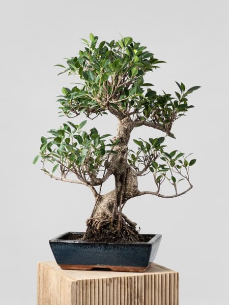 Bonsai Higuera de la India (Ficus retusa)
