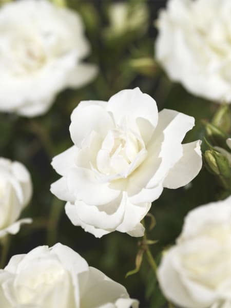 Rosal trepador Climbing Iceberg®