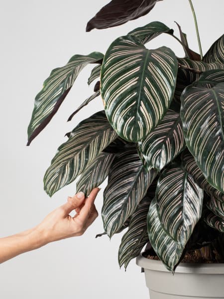 Calathea ornata 'Sanderiana'
