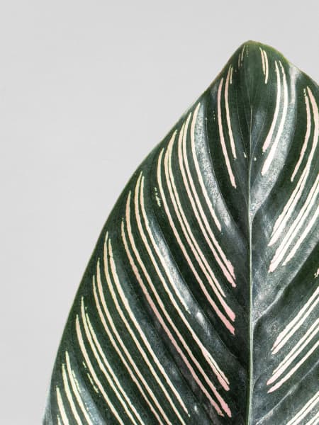 Calathea ornata 'Sanderiana'