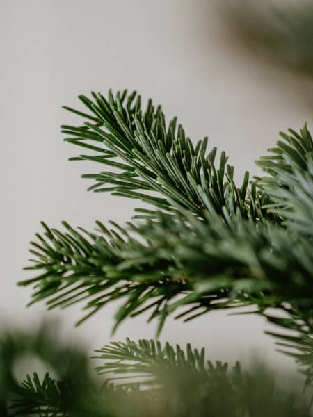 Árbol de Navidad Natural Nordmanniana (cortado)