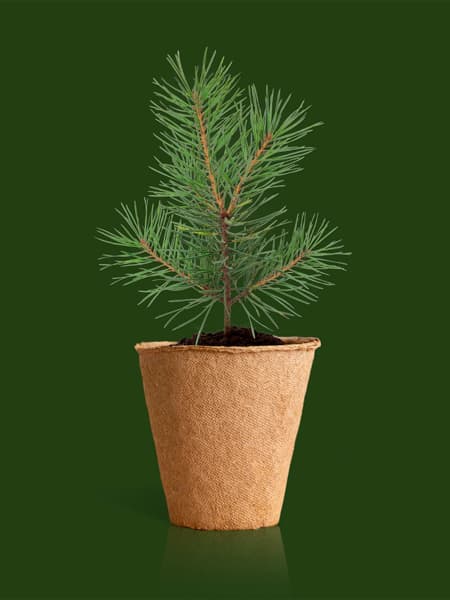 Kit de cultivo 'Árbol de Navidad'