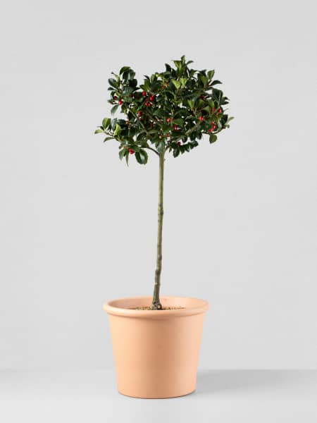 Ilex × meserveae 'Heckenfee'