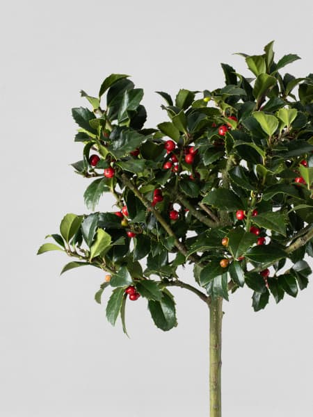 Ilex × meserveae 'Heckenfee'