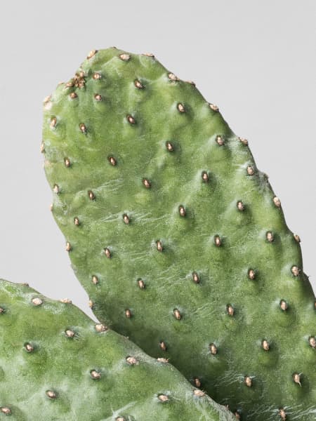 Consolea rubescens (Opuntia rubescens)