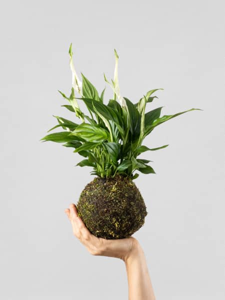 Kokedama de Espatifilo