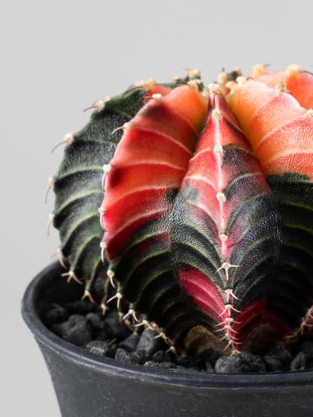 Gymnocalycium 'Japan mix'