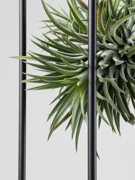 Tillandsia 'Epiphyte Collection'