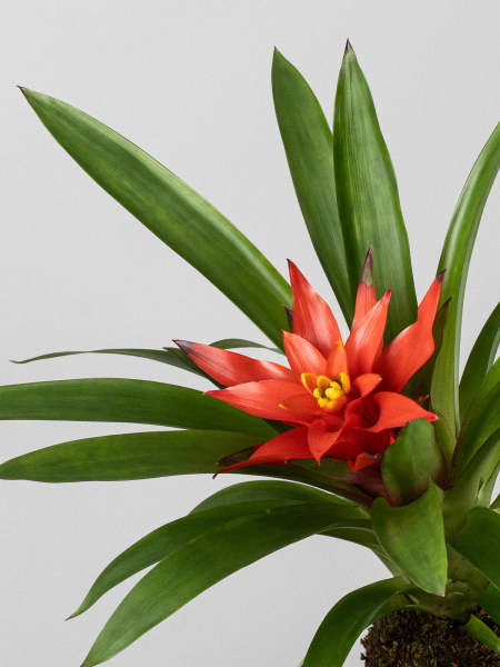 Kokedama de Guzmania