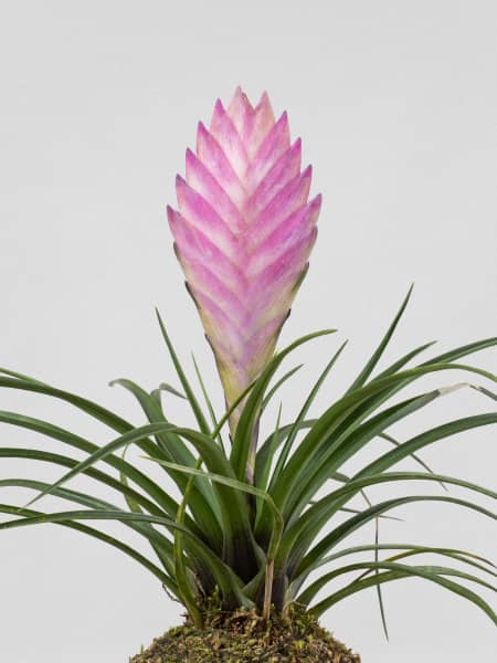 Kokedama de Tillandsia