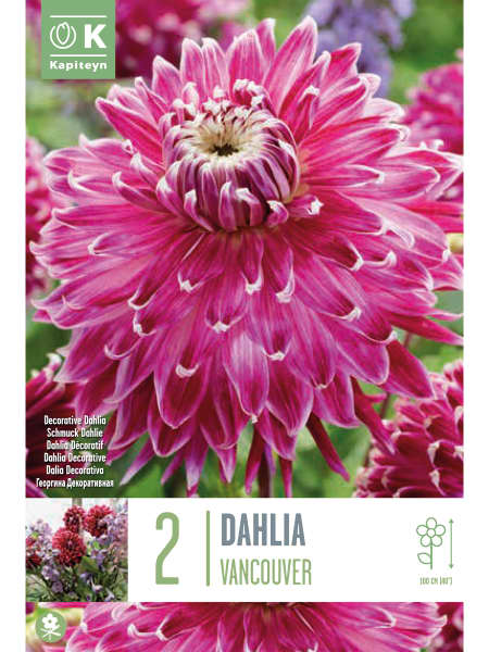 Bulbos de Dahlia 'Vancouver'