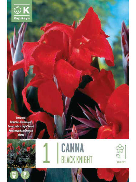 Bulbos de Canna 'Black Knight'
