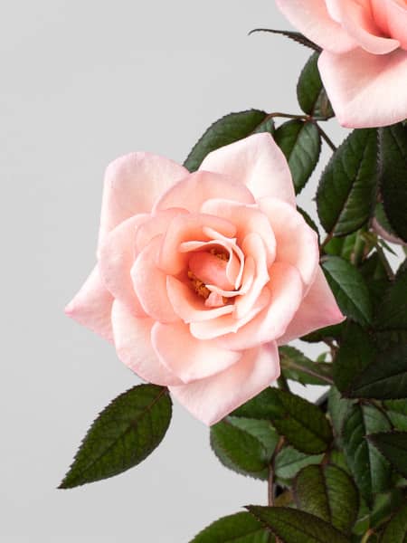 Rosal de Interior Rosaroma® rosa