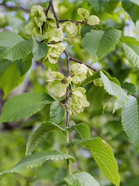 Ulmus minor