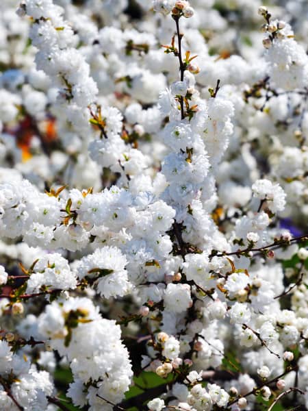 Prunus glandulosa 'Alba Plena'