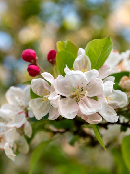 Malus sylvestris PERPETU® 'Evereste'