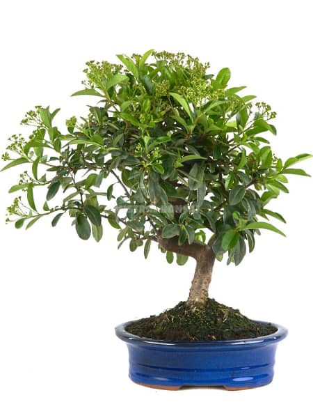 Bonsai Espino de fuego (Pyracantha)
