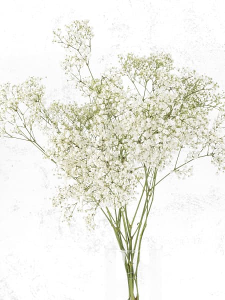 Ramillete de Paniculata blanca