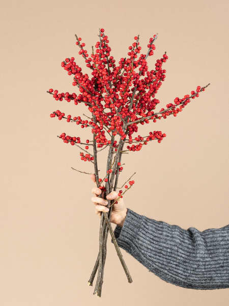 Ramas naturales de Ilex con frutos rojos
