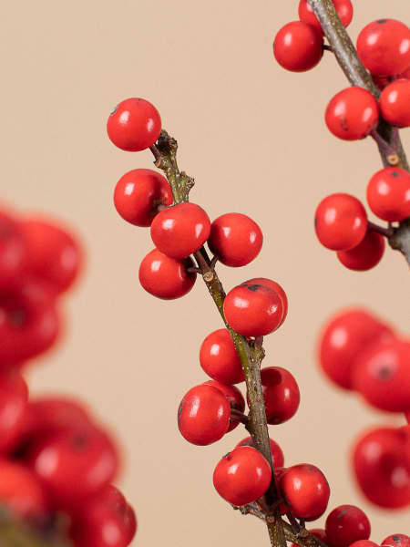Ramas naturales de Ilex con frutos rojos
